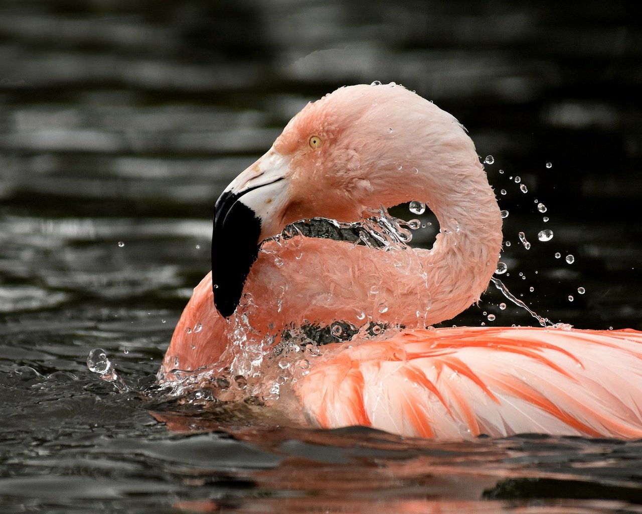 Обои вода, фламинго, птица, клюв, перья, шея, розовый фламинго, water, flamingo, bird, beak, feathers, neck, pink flamingos разрешение 2048x1417 Загрузить