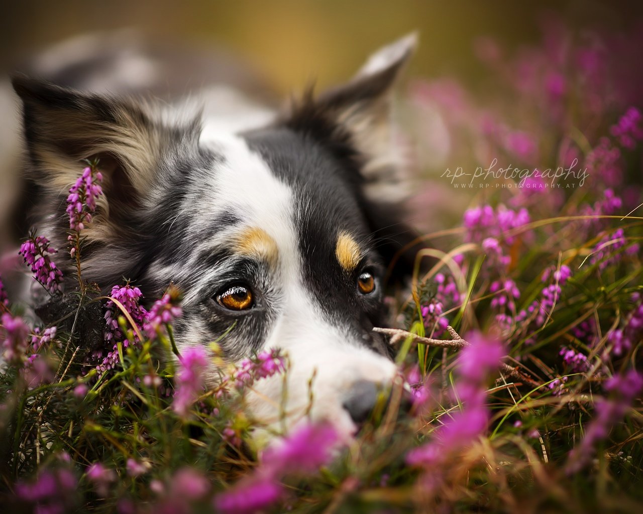 Обои цветы, взгляд, собака, друг, австралийская овчарка, ghanima, dackelpuppy, flowers, look, dog, each, australian shepherd разрешение 2048x1367 Загрузить