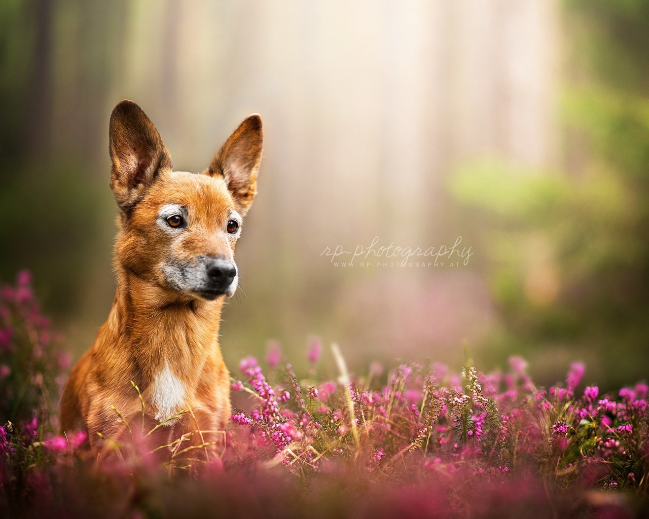 Обои цветы, природа, взгляд, собака, dackelpuppy, toby, flowers, nature, look, dog разрешение 2048x1334 Загрузить