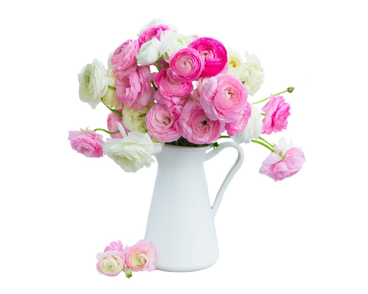 Обои цветы, розовые, белая, красива,  цветы, ранункулюс, лютики, пинк, flowers, pink, white, beautiful, ranunculus, buttercups разрешение 6000x4000 Загрузить
