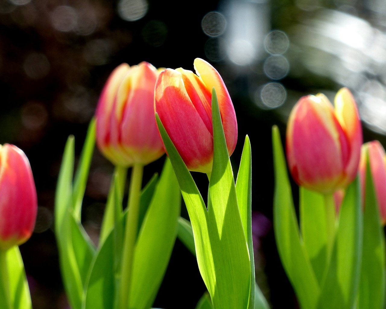 Обои цветы, бутоны, весна, тюльпаны, боке, flowers, buds, spring, tulips, bokeh разрешение 2048x1368 Загрузить