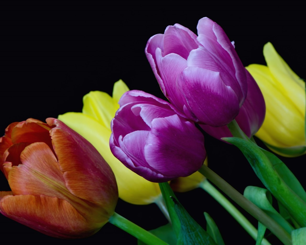 Обои цветы, бутоны, фон, разноцветные, тюльпаны, flowers, buds, background, colorful, tulips разрешение 3600x2286 Загрузить