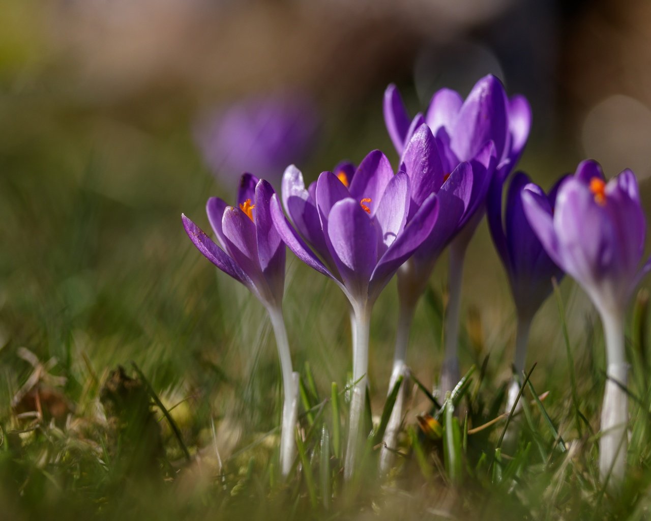 Обои цветы, трава, весна, крокусы, шафран, flowers, grass, spring, crocuses, saffron разрешение 6000x3798 Загрузить