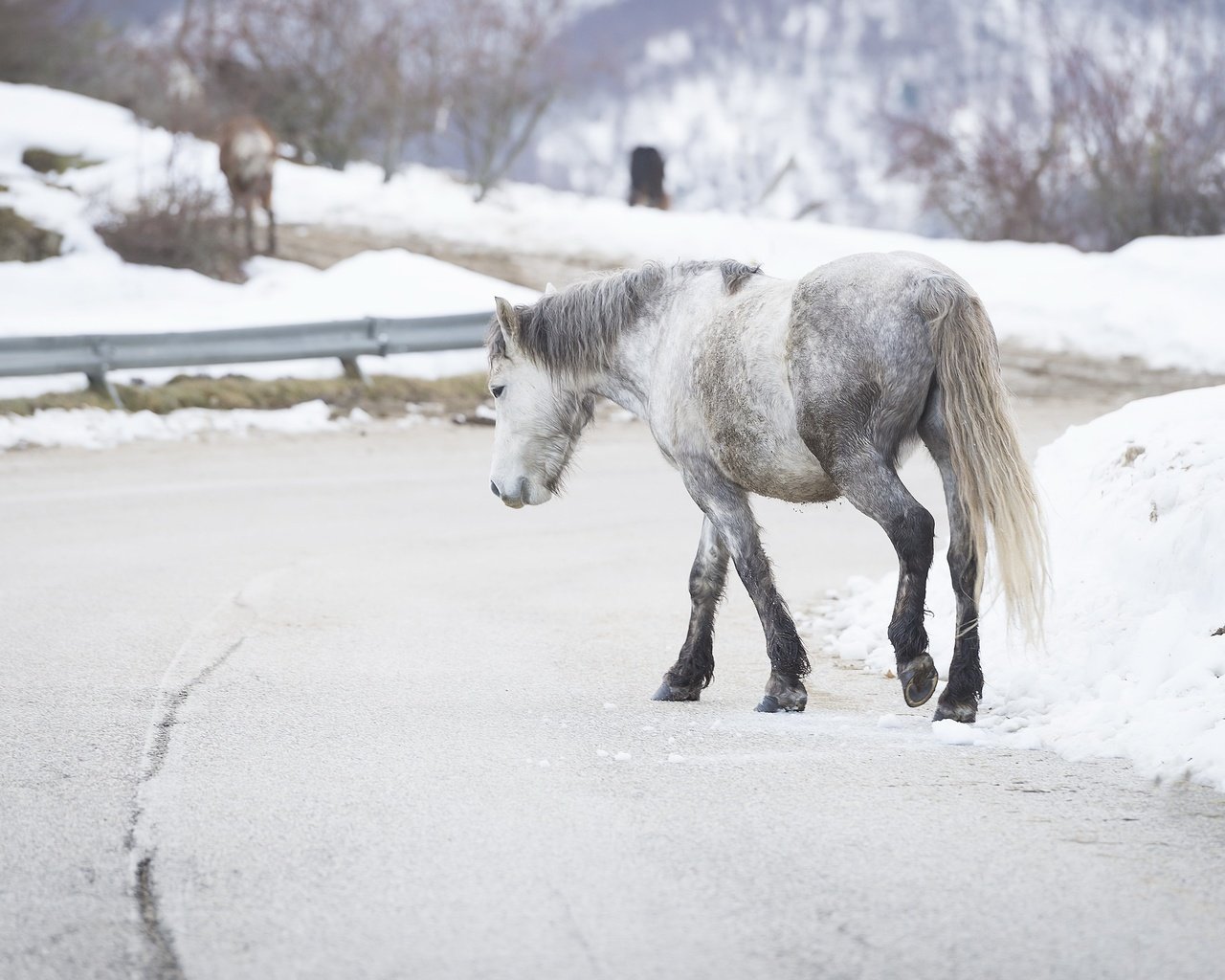 Обои дорога, лошадь, снег, зима, фон, лошади, конь, road, horse, snow, winter, background разрешение 2560x1446 Загрузить