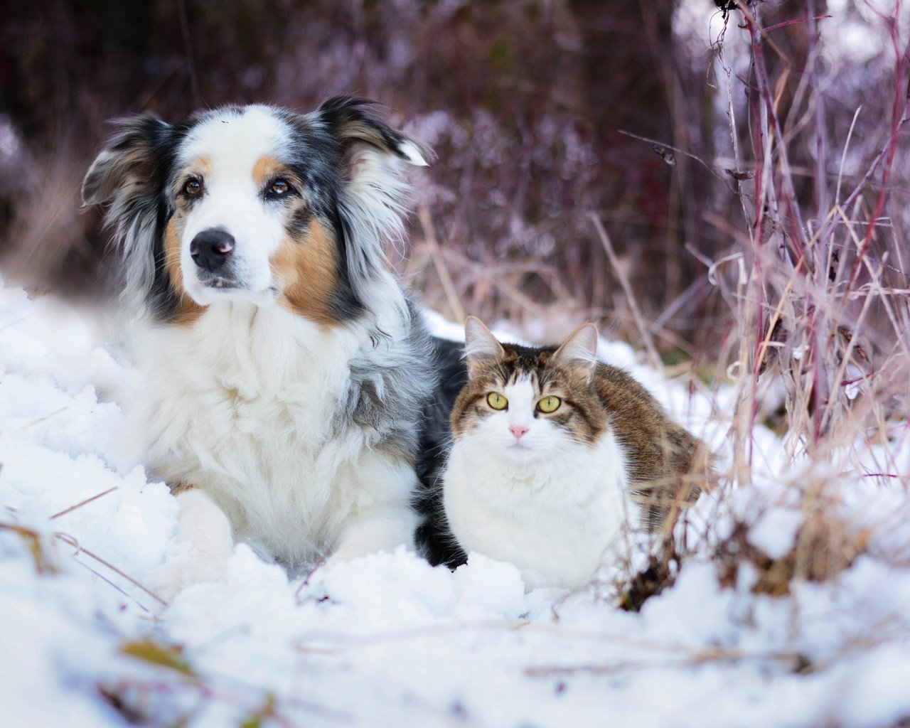 Обои снег, зима, кошка, собака, австралийская овчарка, snow, winter, cat, dog, australian shepherd разрешение 2048x1365 Загрузить