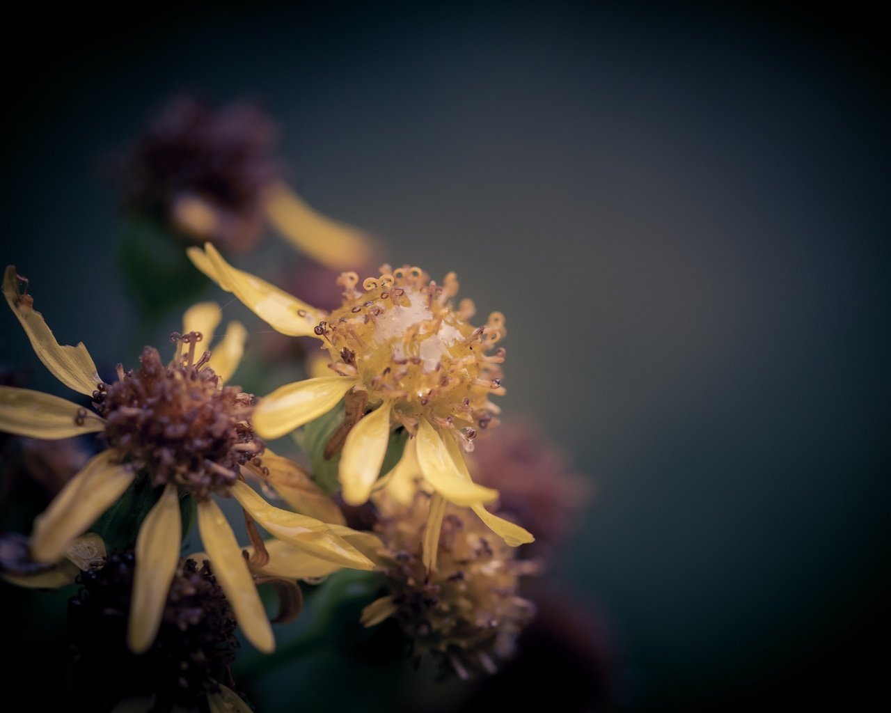 Обои макро, цветок, капли, дождь, боке, крестовник, macro, flower, drops, rain, bokeh, ragwort разрешение 2048x1365 Загрузить