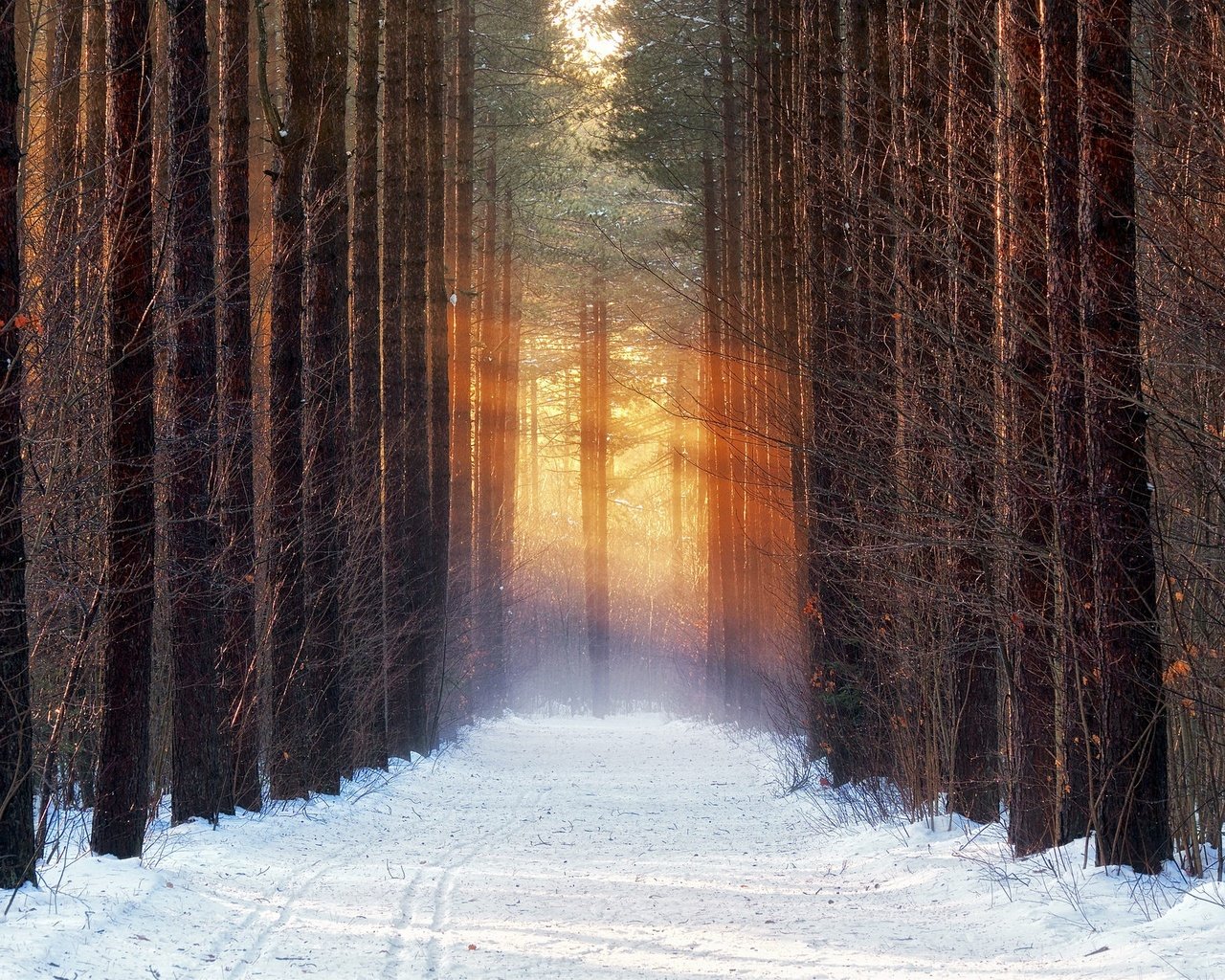 Обои дорога, деревья, снег, лес, зима, road, trees, snow, forest, winter разрешение 2048x1365 Загрузить