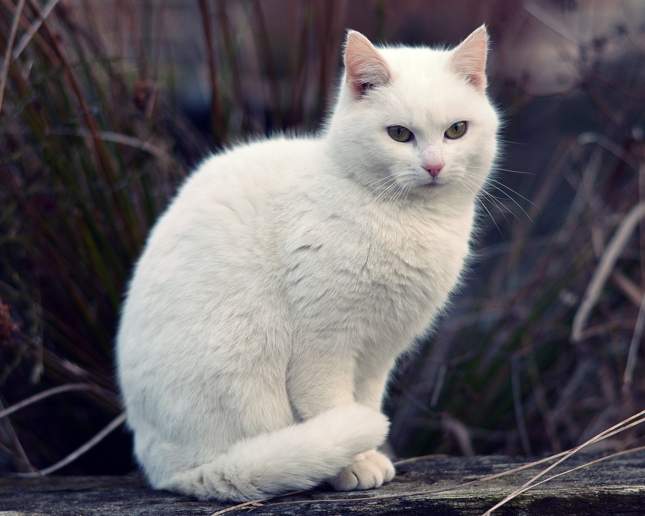 Обои трава, кот, мордочка, кошка, взгляд, белая, боке, grass, cat, muzzle, look, white, bokeh разрешение 3000x2000 Загрузить