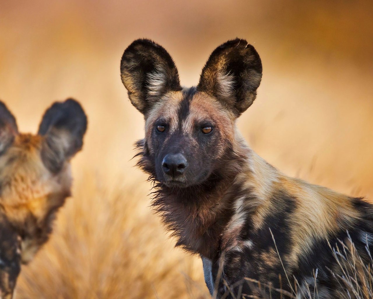 Обои юар, национальный парк крюгера, гиена, гиеновая собака, гиеновидная собака, south africa, kruger national park, hyena, hyenas dog, the african wild dog разрешение 1920x1080 Загрузить