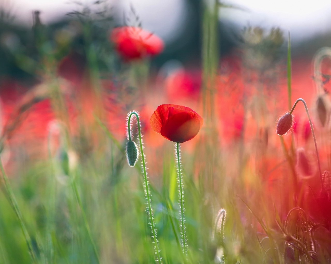 Обои цветы, макро, лето, красные, маки, боке, flowers, macro, summer, red, maki, bokeh разрешение 3840x2560 Загрузить