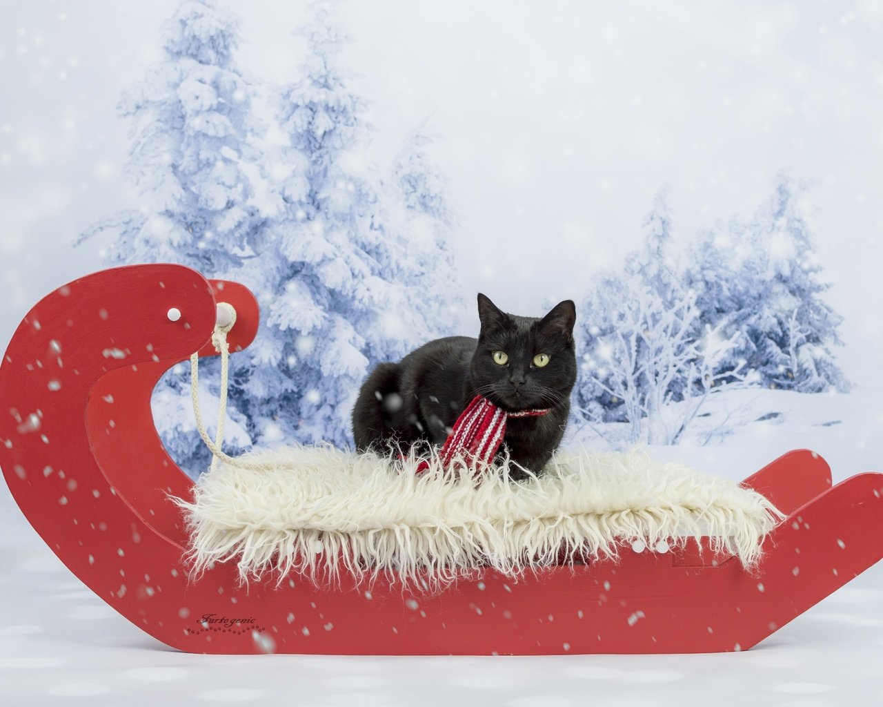 Обои зима, кот, кошка, взгляд, черный, сани, фотосессия, шарфик, winter, cat, look, black, sleigh, photoshoot, scarf разрешение 5106x3649 Загрузить