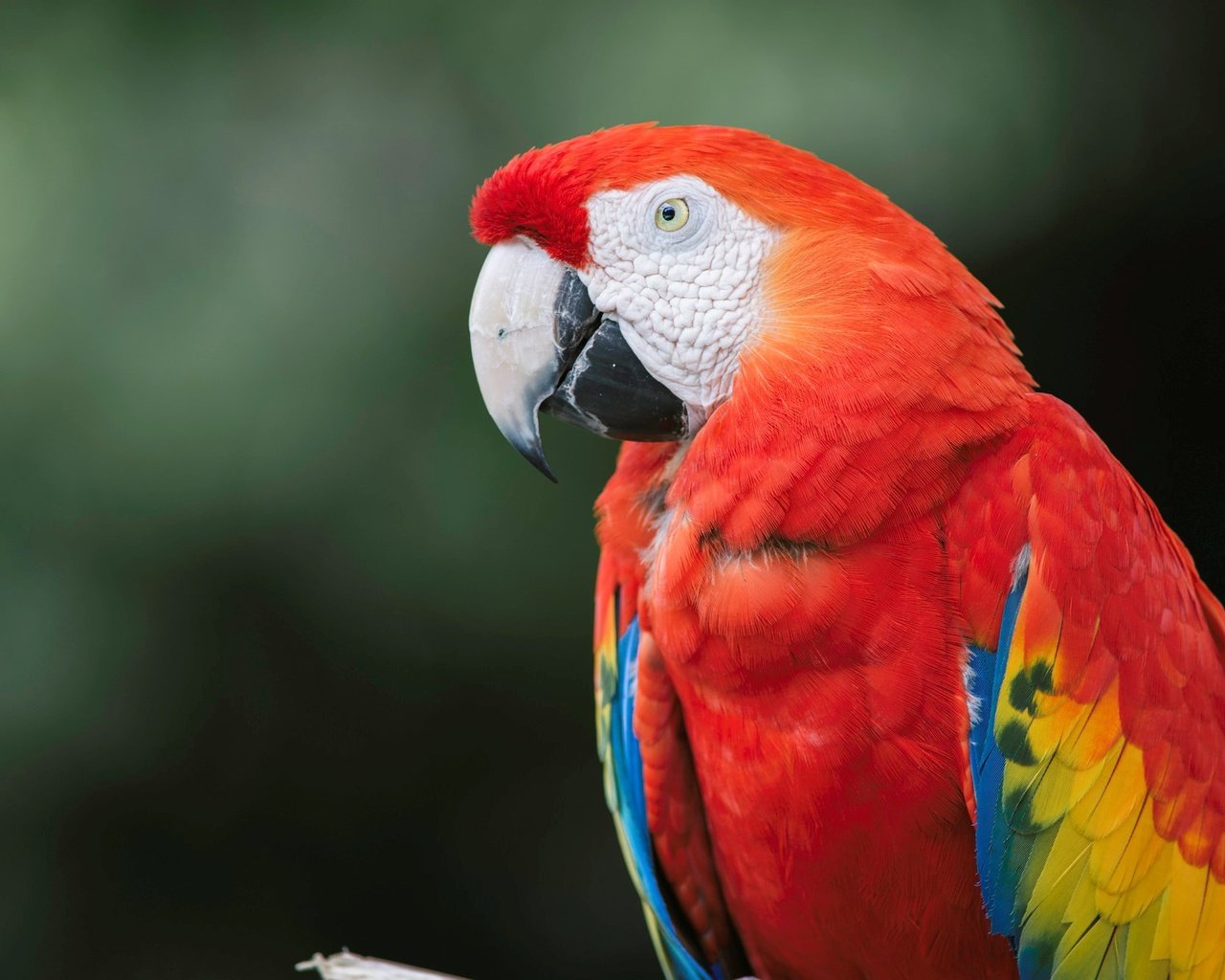 Обои красный, птица, перья, попугай, ара, red, bird, feathers, parrot, ara разрешение 2048x1330 Загрузить