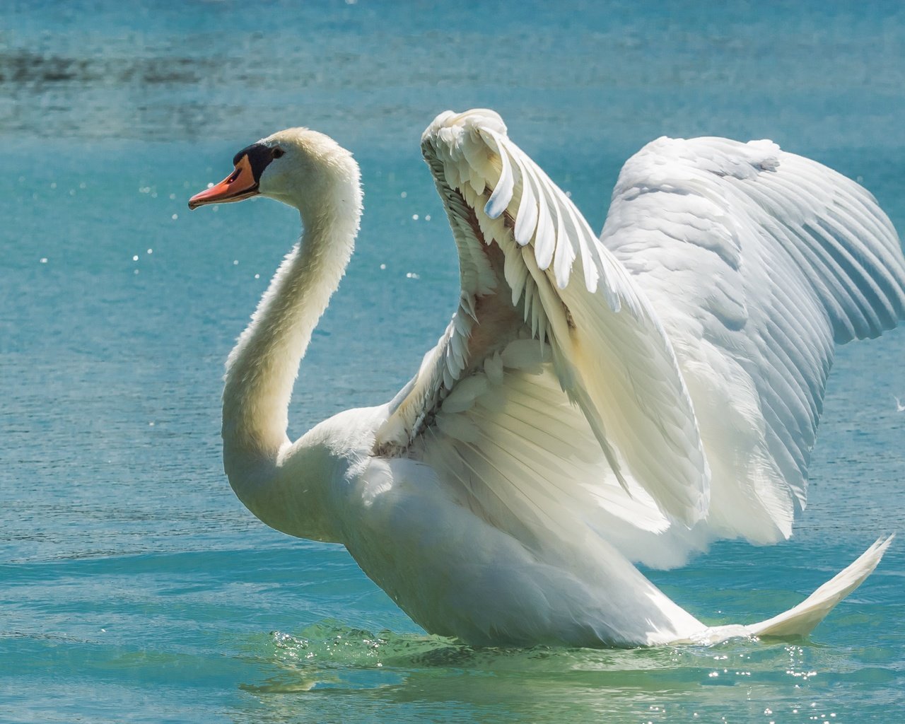 Обои вода, крылья, птица, лебедь, размах, water, wings, bird, swan, the scope разрешение 5163x3442 Загрузить