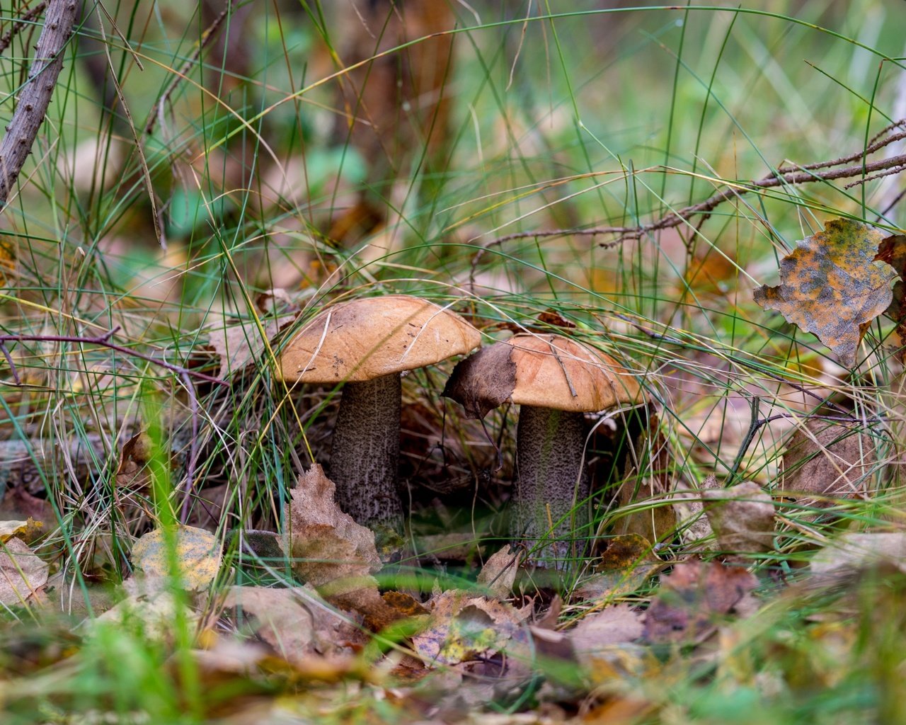 Обои природа, лес, грибы, гриб, подосиновики, осенние листья, nature, forest, mushrooms, mushroom, aspen, autumn leaves разрешение 2400x1600 Загрузить