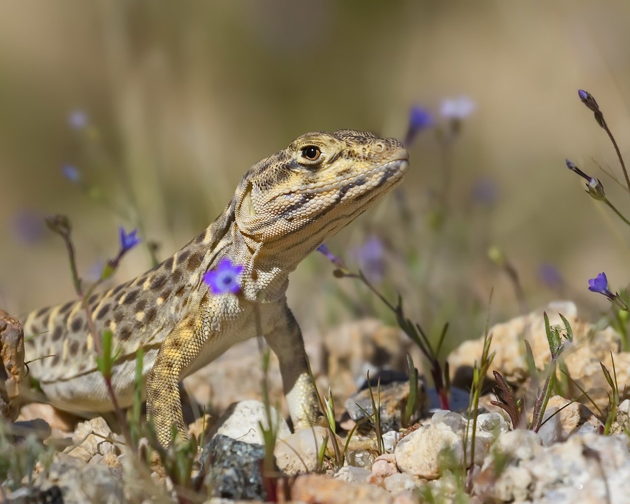 Обои цветы, природа, камни, фон, ящерица, flowers, nature, stones, background, lizard разрешение 1920x1152 Загрузить