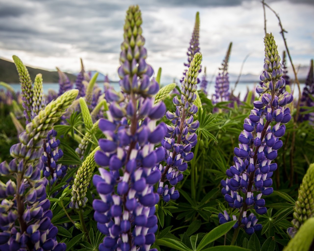 Обои цветы, природа, поле, люпины, flowers, nature, field, lupins разрешение 2560x1440 Загрузить