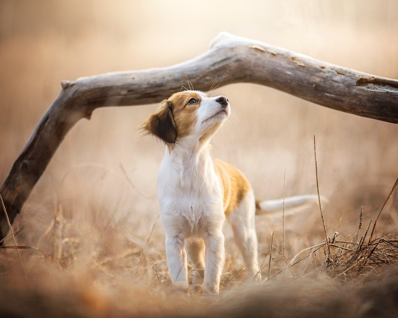 Обои ветка, природа, собака, щенок, dackelpuppy, soey, branch, nature, dog, puppy разрешение 2048x1344 Загрузить