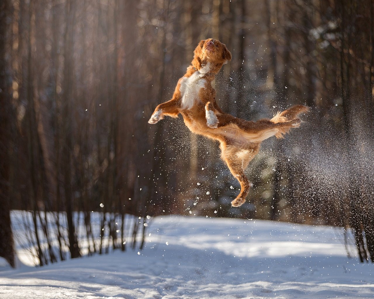 Обои снег, зима, полет, собака, прыжок, в воздухе, боке, snow, winter, flight, dog, jump, in the air, bokeh разрешение 1920x1200 Загрузить