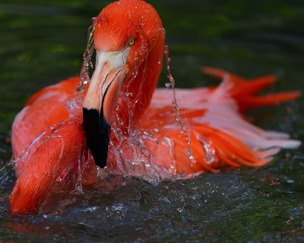 Обои вода, фламинго, птица, water, flamingo, bird разрешение 2048x1365 Загрузить