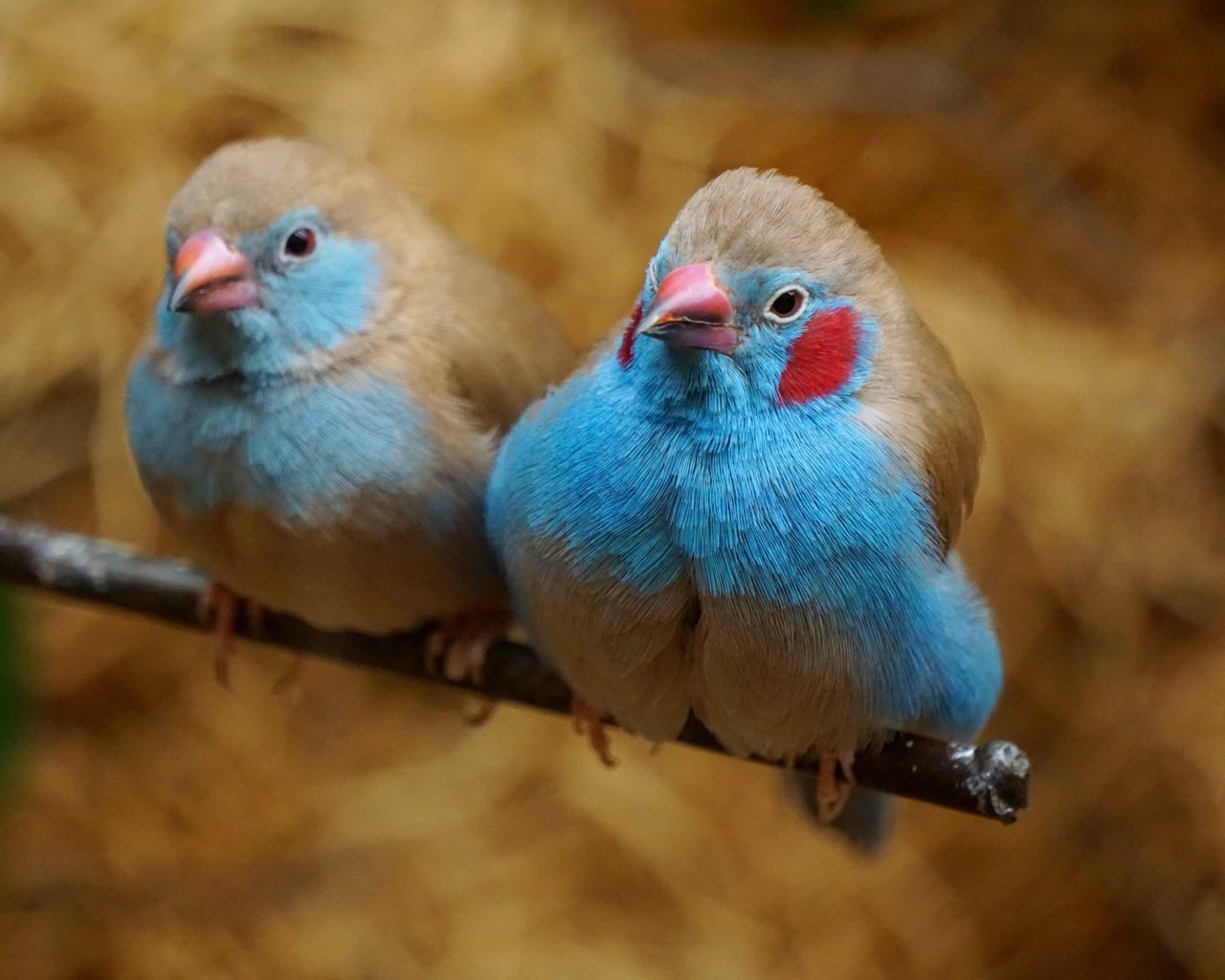 Обои ветка, птицы, парочка, пара, красноухий астрильд, астрильд, branch, birds, a couple, pair, cat astrild, astrild разрешение 6000x4000 Загрузить