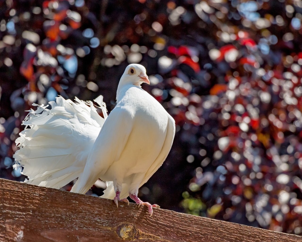 Обои природа, птица, голубь, балка, nature, bird, dove, beam разрешение 5910x3940 Загрузить