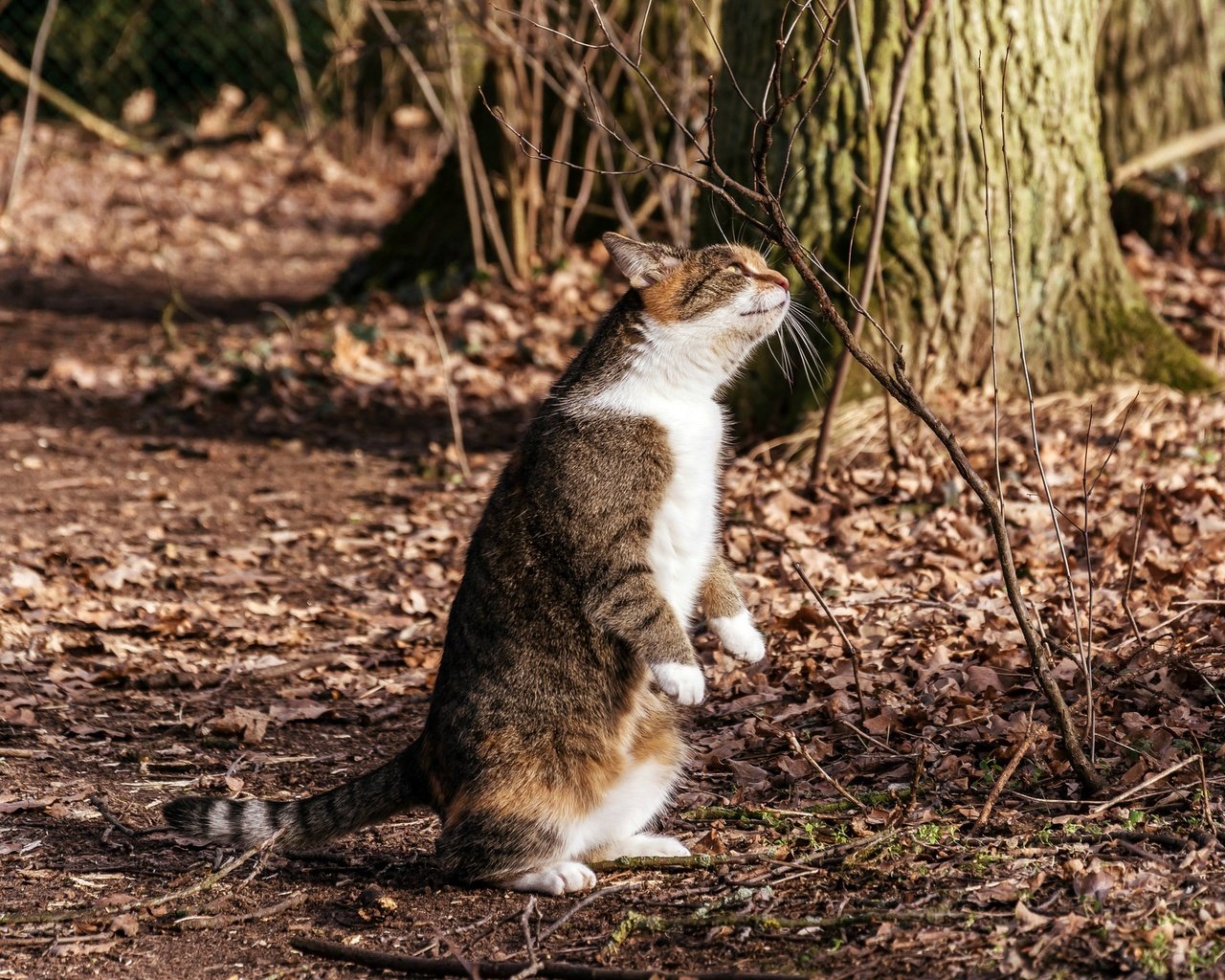 Обои природа, фон, мордочка, кошка, осень, лапки, nature, background, muzzle, cat, autumn, legs разрешение 2048x1365 Загрузить