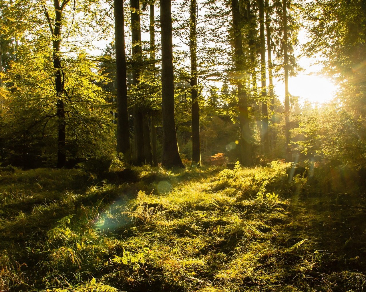 Обои деревья, лес, солнечный свет, trees, forest, sunlight разрешение 2048x1310 Загрузить