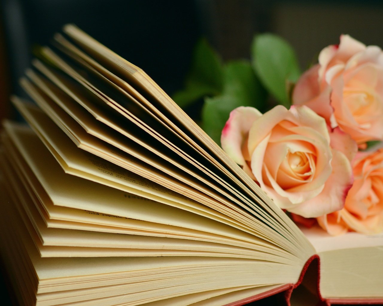 Обои цветы, розы, букет, книга, страницы, flowers, roses, bouquet, book, page разрешение 6000x3781 Загрузить