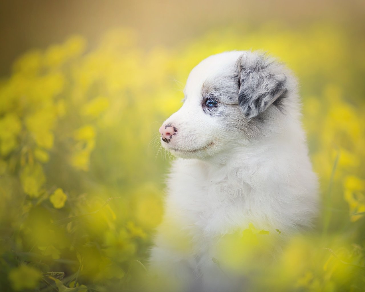 Обои цветы, собака, щенок, боке, бордер-колли, flowers, dog, puppy, bokeh, the border collie разрешение 2048x1365 Загрузить