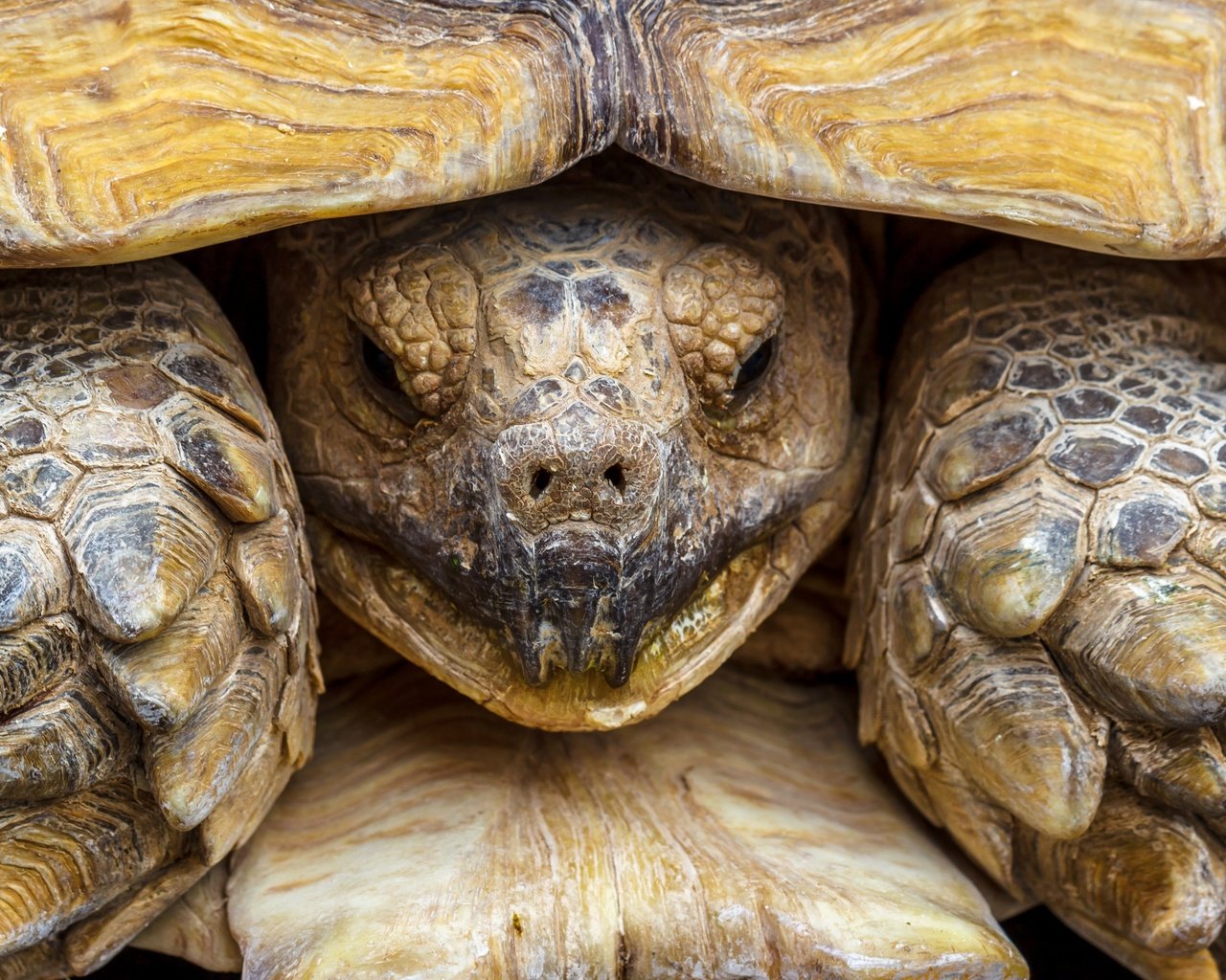 Обои макро, черепаха, панцирь, голова, пресмыкающееся, macro, turtle, shell, head, reptile разрешение 2880x1816 Загрузить