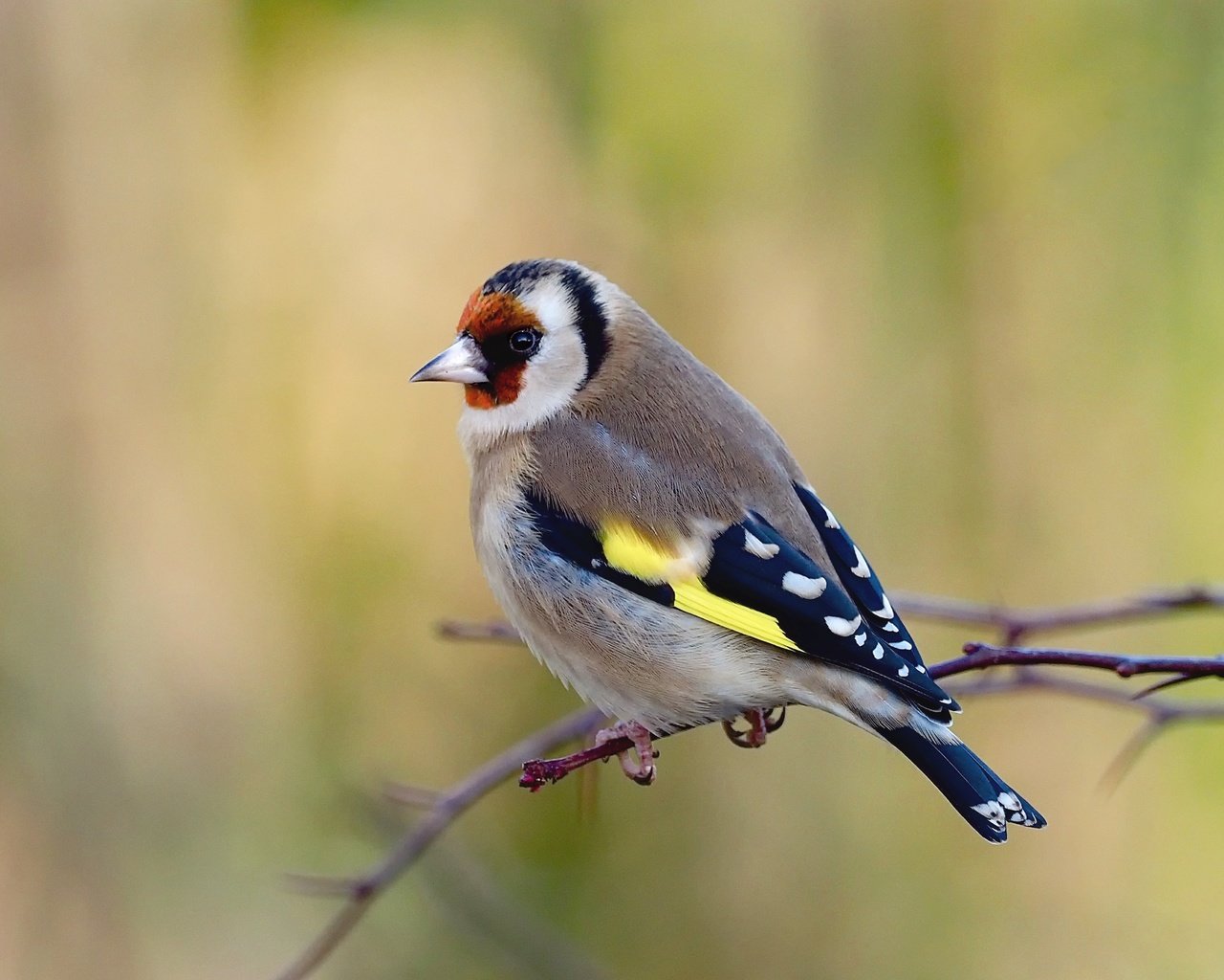 Обои птицы, веточка, щегол, birds, sprig, goldfinch разрешение 4953x3302 Загрузить