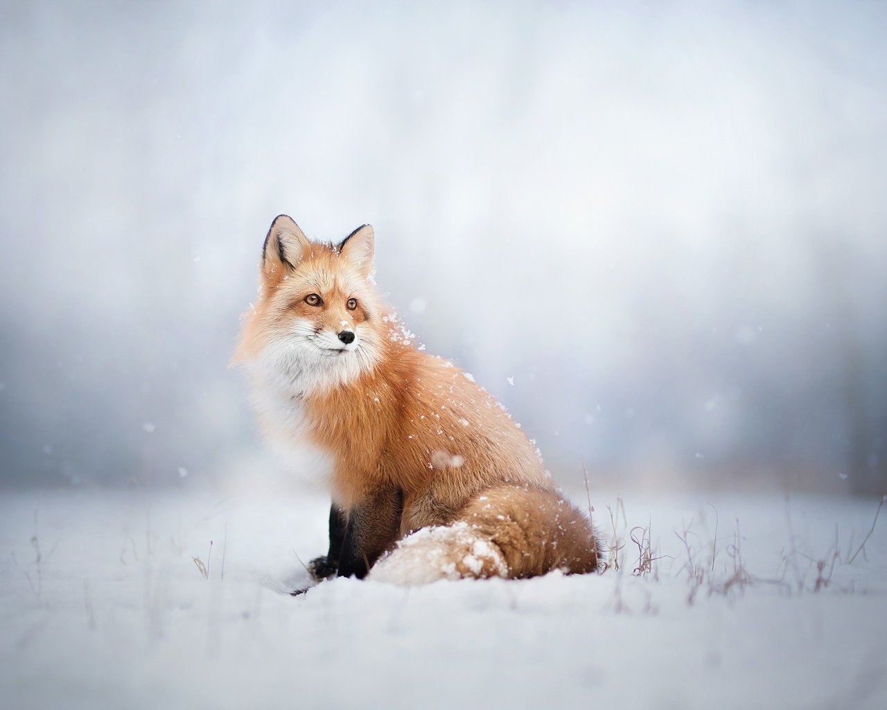 Обои снег, зима, лиса, лисица, животное, snow, winter, fox, animal разрешение 2048x1365 Загрузить