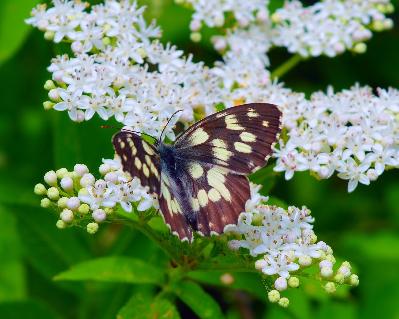 Обои цветение, макро, насекомое, бабочка, весна, весенние, flowering, macro, insect, butterfly, spring разрешение 3000x1874 Загрузить