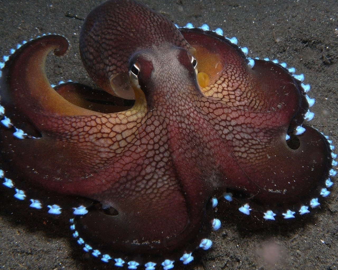 Обои осьминог, щупальца, подводный мир, octopus, tentacles, underwater world разрешение 1920x1200 Загрузить
