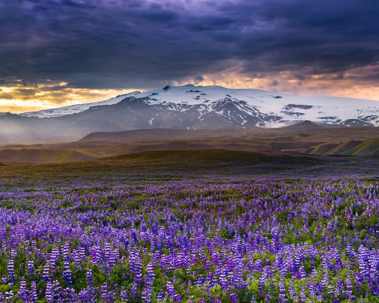 Обои цветы, горы, луг, исландия, люпины, rangarvallasysla, flowers, mountains, meadow, iceland, lupins разрешение 2048x1338 Загрузить