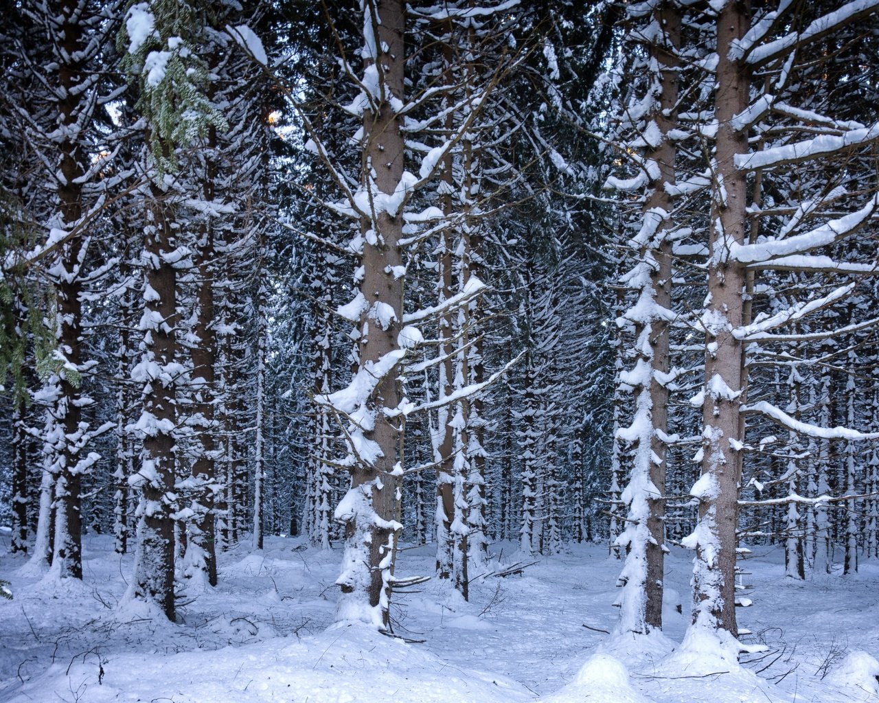 Обои деревья, снег, лес, зима, trees, snow, forest, winter разрешение 4686x3191 Загрузить