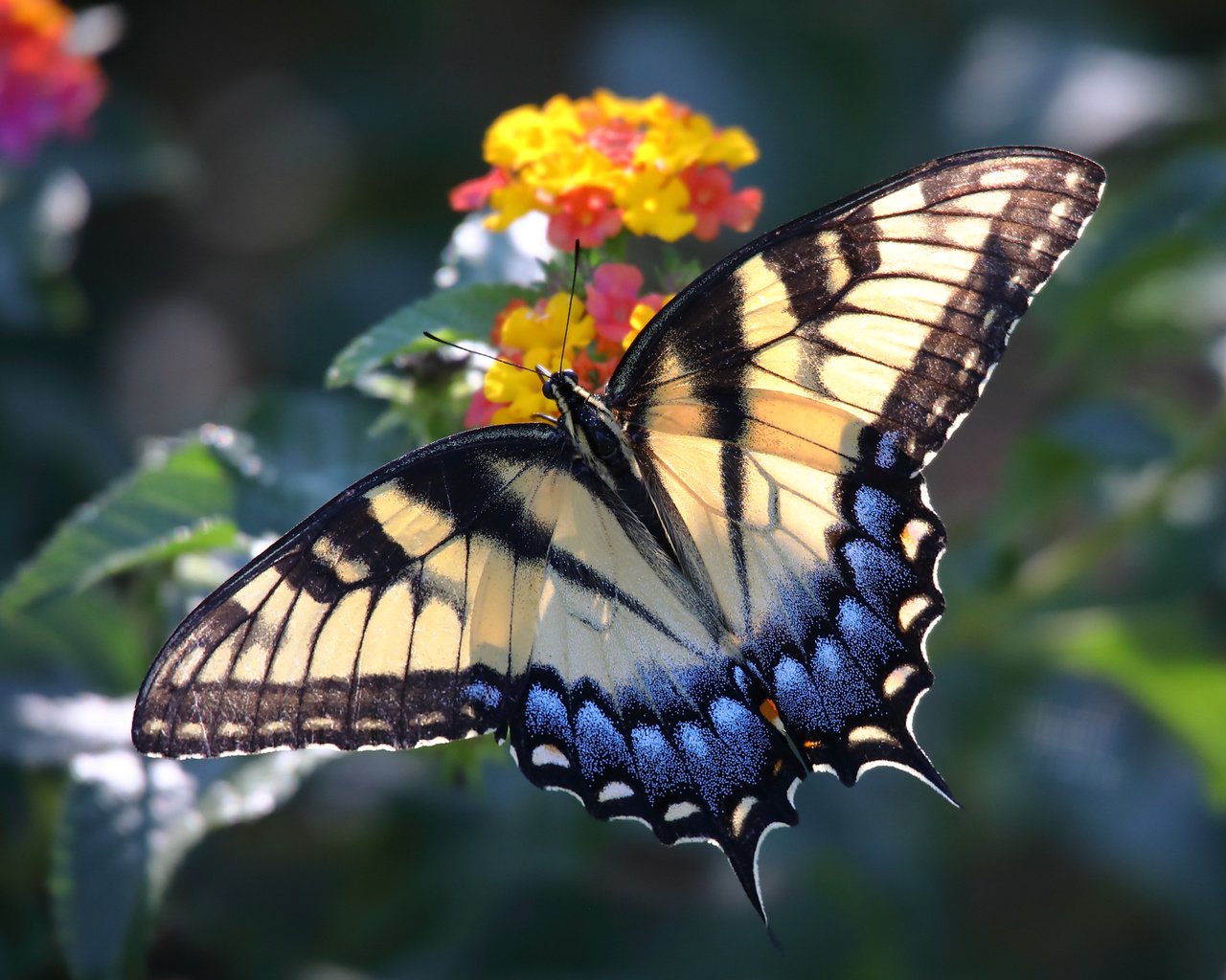 Обои макро, насекомое, цветок, бабочка, крылья, macro, insect, flower, butterfly, wings разрешение 5226x3484 Загрузить