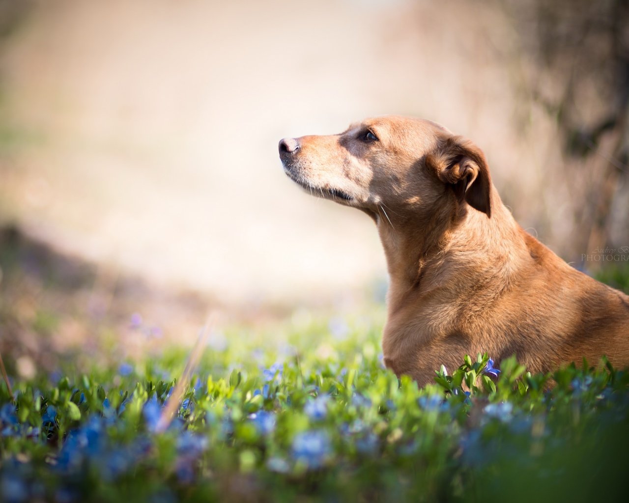 Обои цветы, взгляд, собака, друг, flowers, look, dog, each разрешение 2560x1707 Загрузить