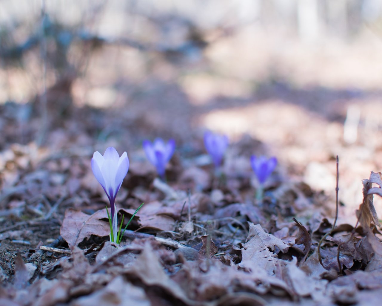 Обои цветы, природа, весна, крокусы, flowers, nature, spring, crocuses разрешение 6000x4000 Загрузить