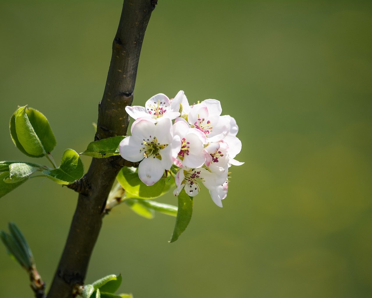 Обои ветка, природа, цветение, весна, яблоня, branch, nature, flowering, spring, apple разрешение 2048x1365 Загрузить