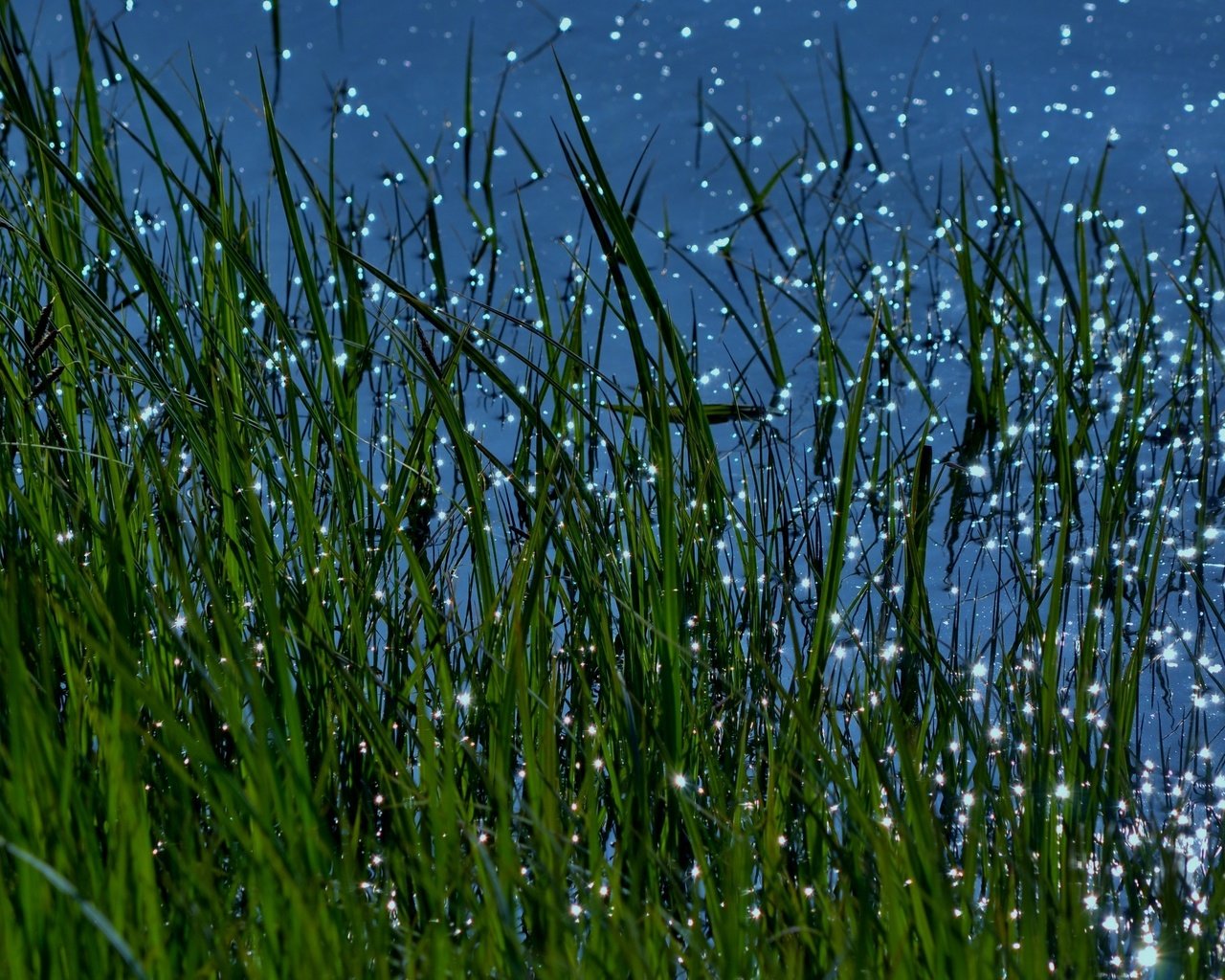 Обои трава, вода, природа, макро, блики, grass, water, nature, macro, glare разрешение 3840x2160 Загрузить