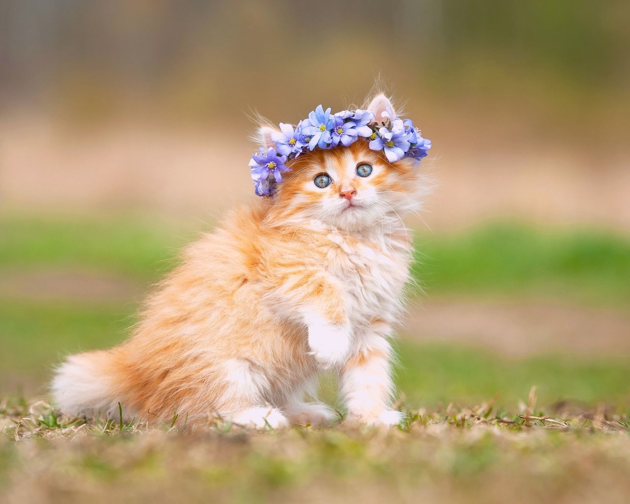 Обои цветы, кошка, котенок, пушистый, рыжий, венок, flowers, cat, kitty, fluffy, red, wreath разрешение 3600x2395 Загрузить
