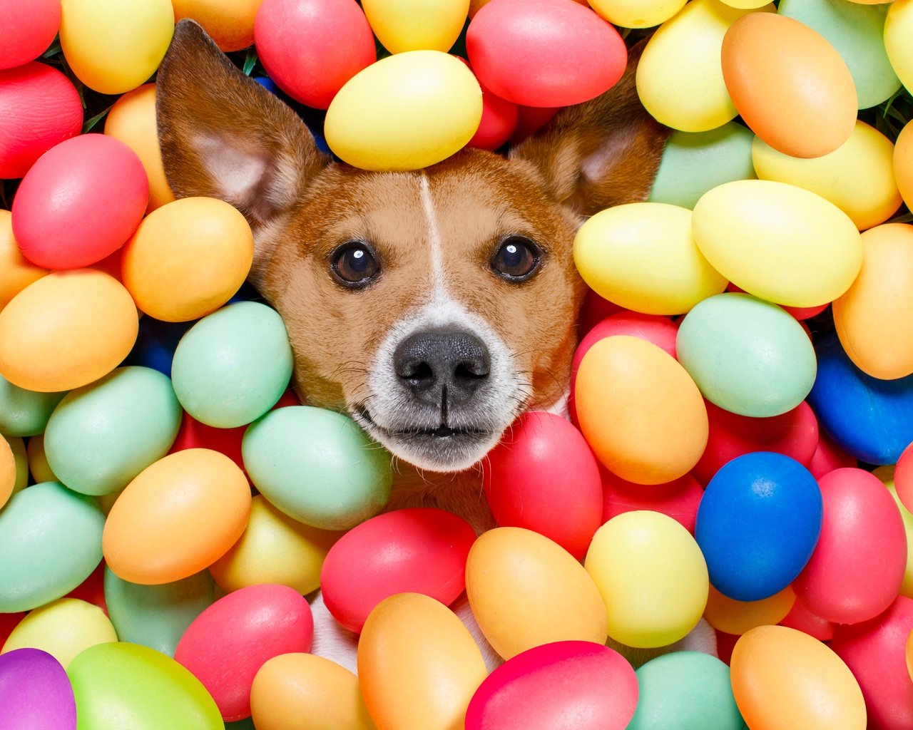 Обои собака, пасха, яйца, dog, easter, eggs разрешение 6720x4480 Загрузить