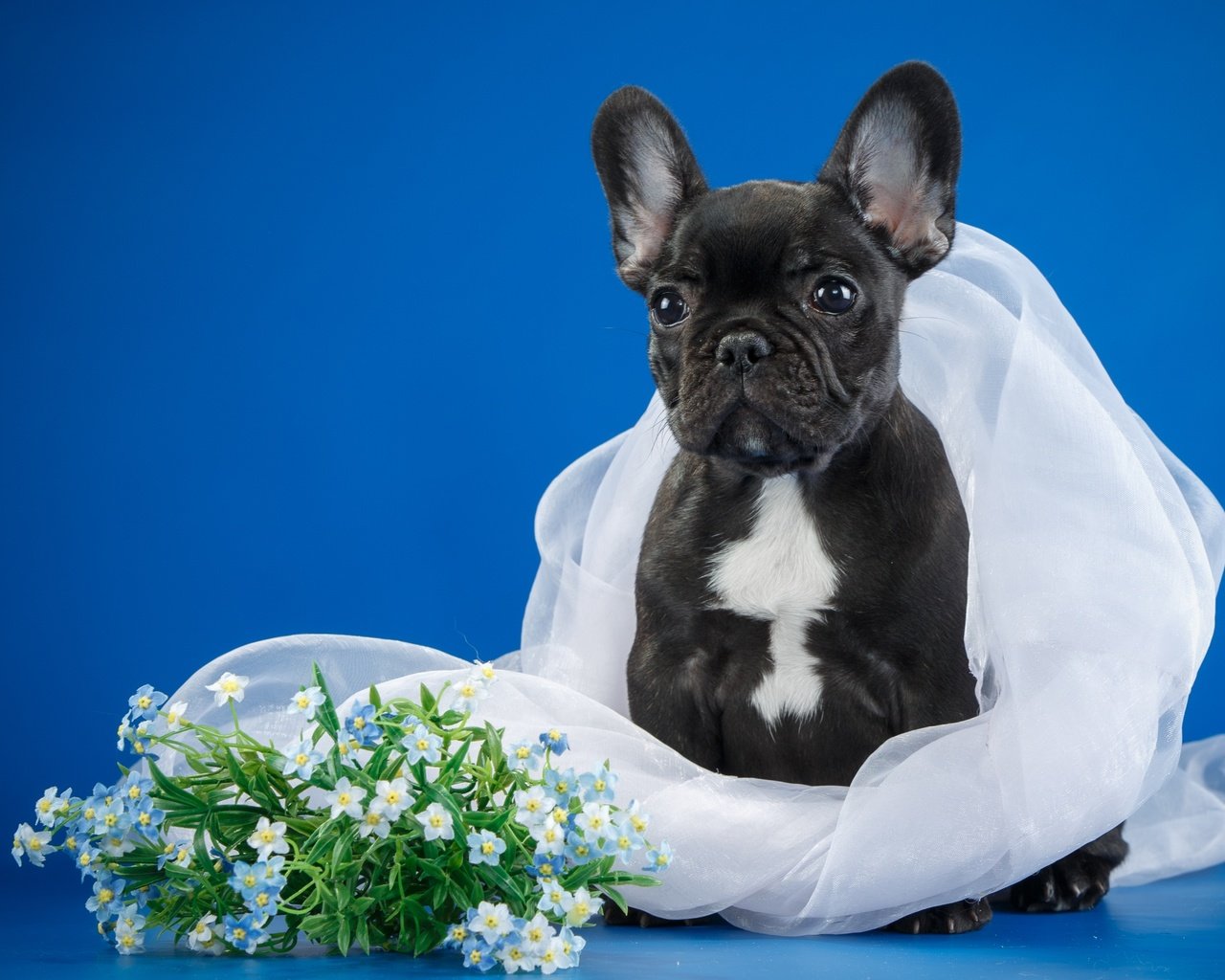 Обои цветы, собака, щенок, бульдог, вуаль, французский бульдог, flowers, dog, puppy, bulldog, veil, french bulldog разрешение 3000x1941 Загрузить