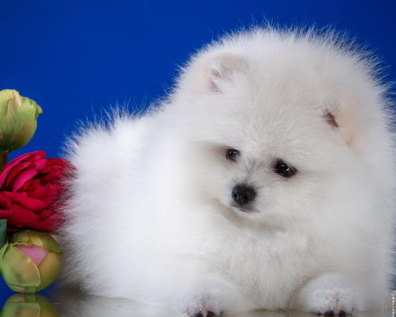 Обои цветы, пушистый, белый, собака, щенок, шпиц, flowers, fluffy, white, dog, puppy, spitz разрешение 3000x1957 Загрузить