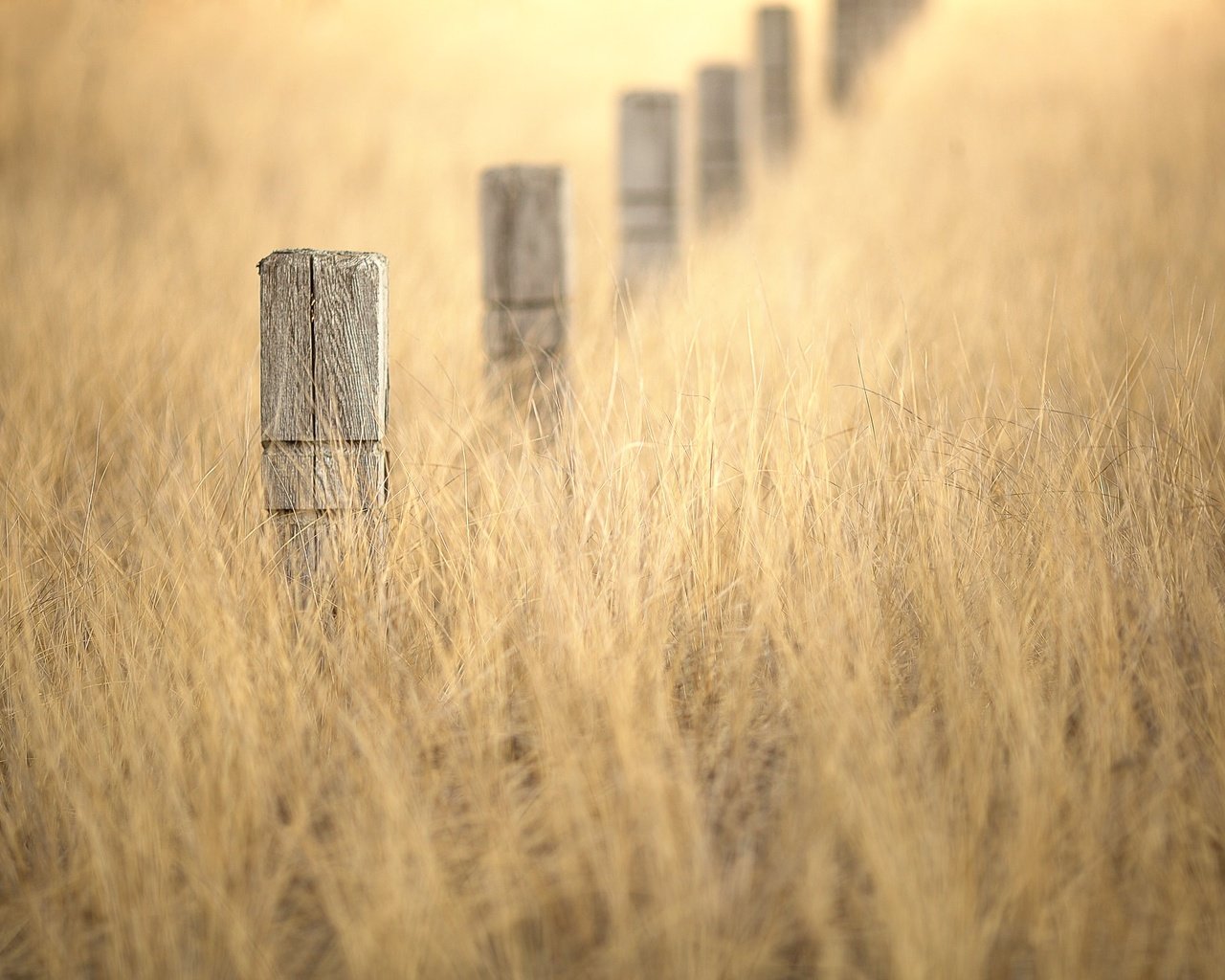 Обои трава, столбы, природа, боке, winter gold, grass, posts, nature, bokeh разрешение 2048x1365 Загрузить