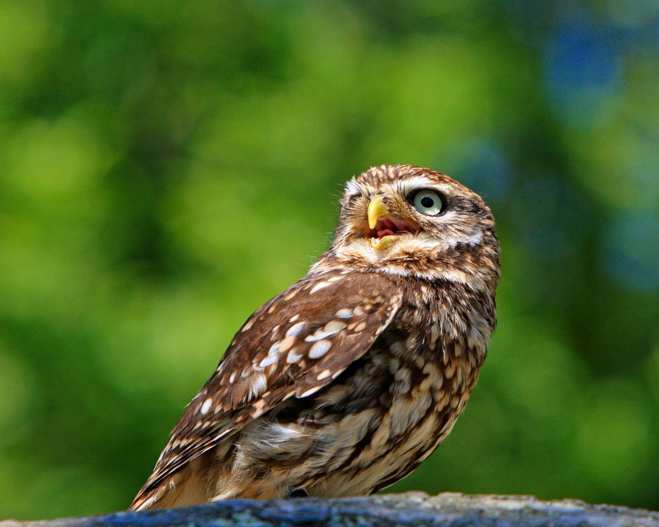 Обои сова, природа, птица, животное, оперение, домовый сыч, kaz, owl, nature, bird, animal, tail, the little owl разрешение 3083x2158 Загрузить