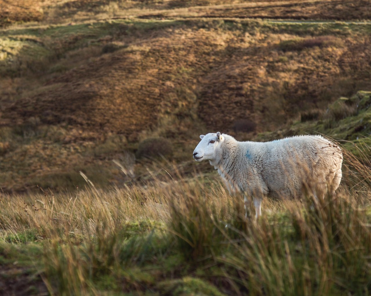 Обои трава, поле, животное, овца, milada vigerova, grass, field, animal, sheep разрешение 3790x2527 Загрузить