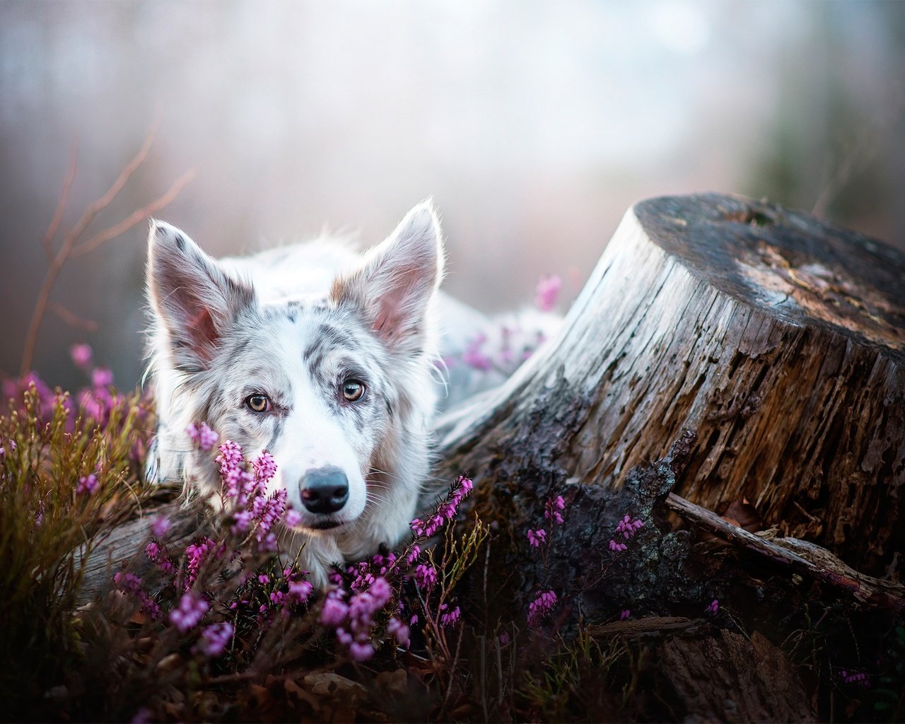 Обои цветы, мордочка, взгляд, собака, пень, бордер-колли, flowers, muzzle, look, dog, stump, the border collie разрешение 2048x1405 Загрузить