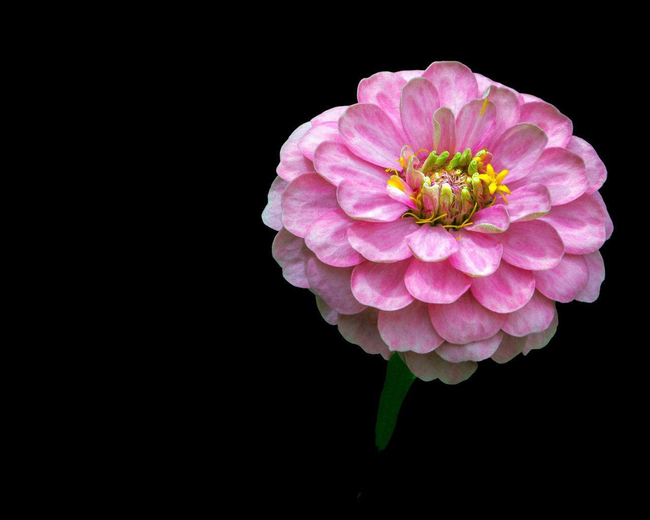 Обои фон, цветок, розовый, цинния, background, flower, pink, zinnia разрешение 4444x3052 Загрузить